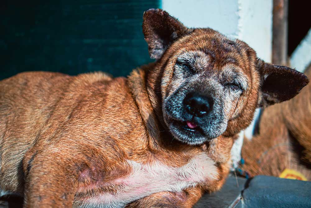 O sistema endocanabinoide como pilar da medicina veterinária da longevidade